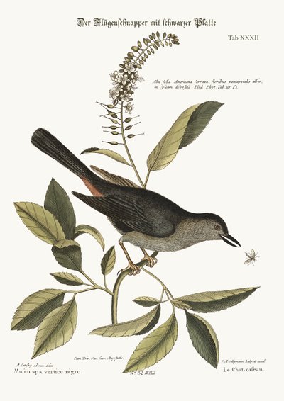 Die Katzenvogel, 1749-73 von Mark Catesby